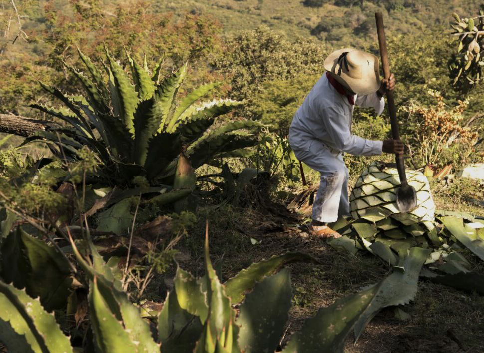 Proceso del Mezcal